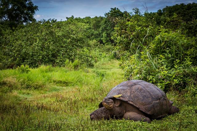 064 Santa Cruz, galapagosreuzenschildpad.jpg